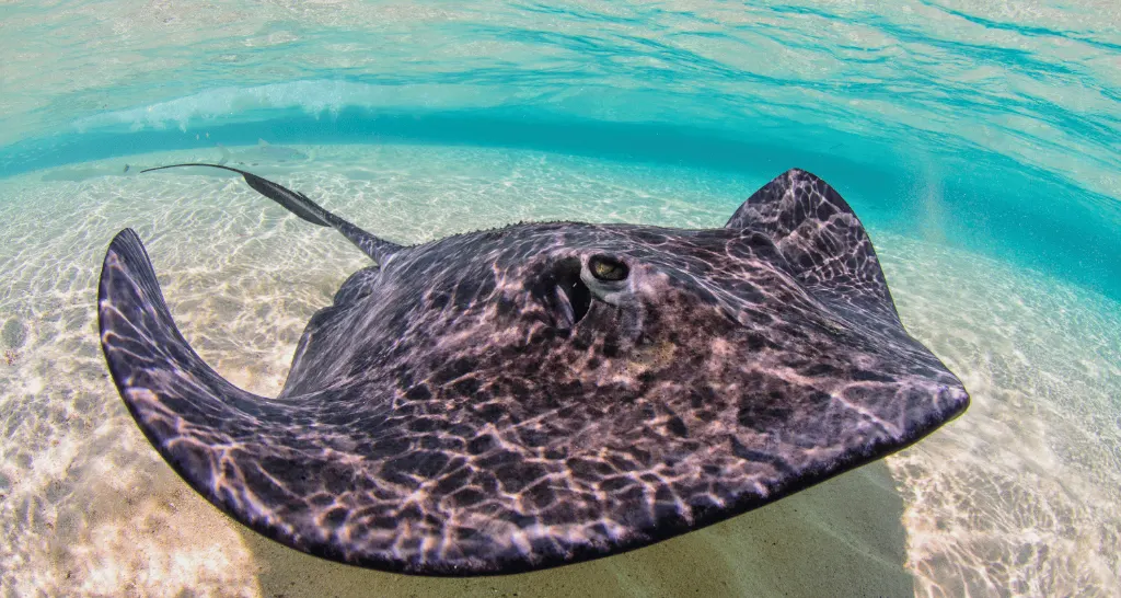 stingray-bahamas-island-hopping-tour