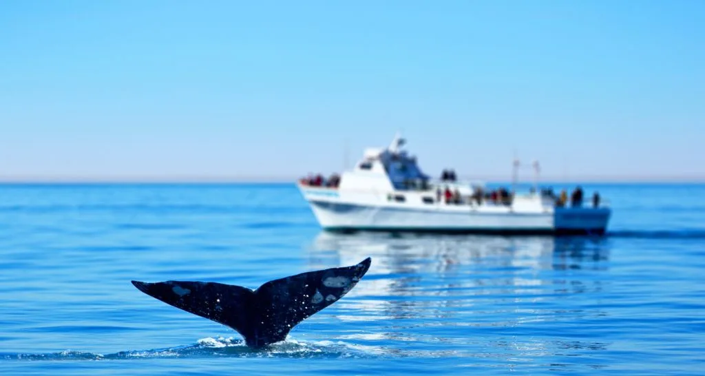 Whale Watching in Punta Cana: What Nobody Tells You Before Booking