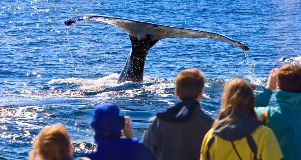 Whale Watching in Punta Cana: What Nobody Tells You Before Booking