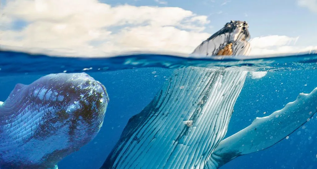 whale-watching-punta-cana-humpback-whale-close-up