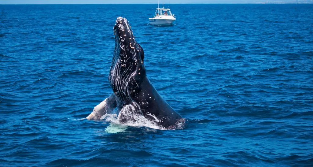 humpback-whale-spyhop-samana-bay
