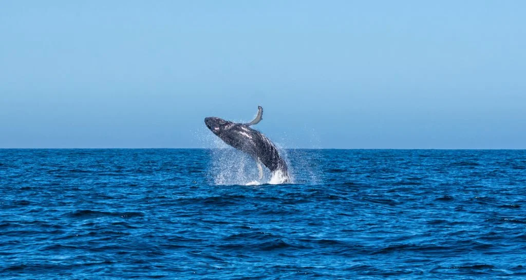 humpback-whale-breaching-samana-bay