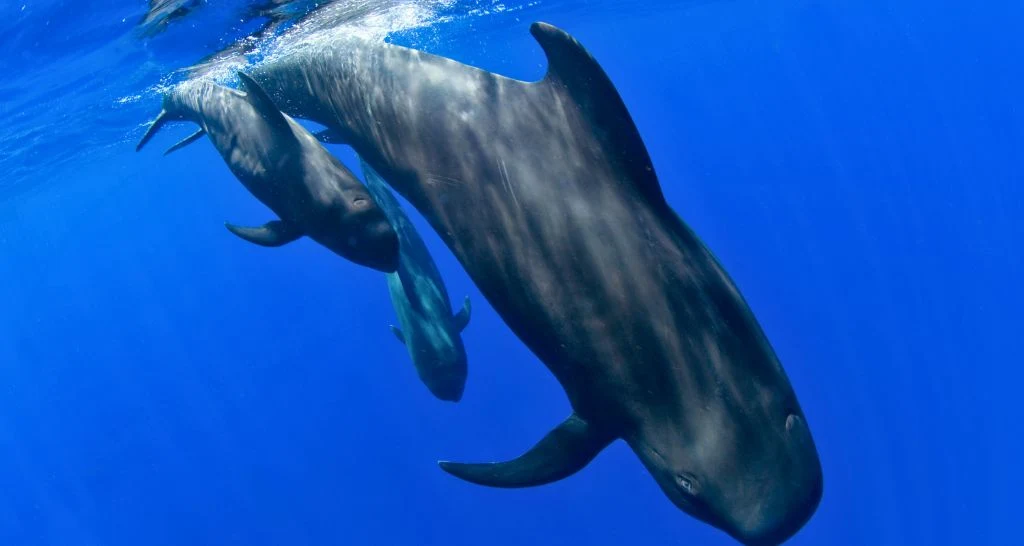 humpback-whale-mother-and-calf-samana