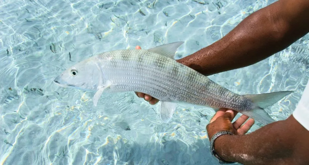 Bonefish caught on shallow flats in Turks and Caicos