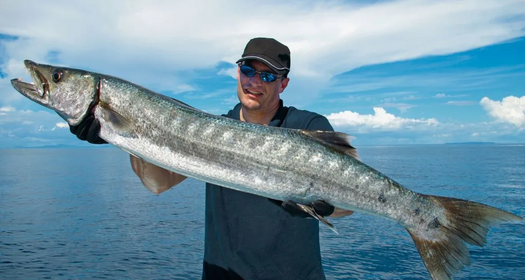 Barracuda caught during offshore fishing in Turks and Caicos