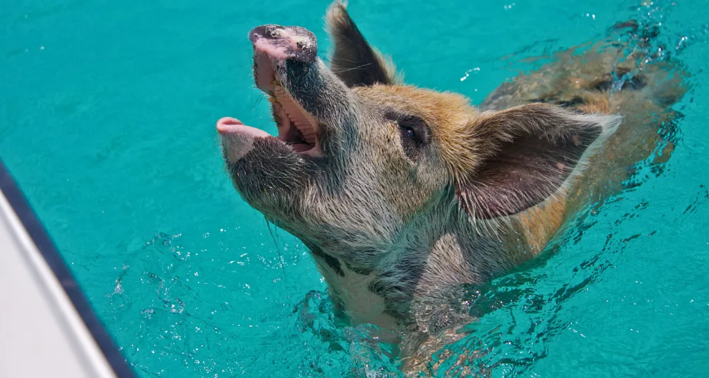 Swimming With Pigs in the Bahamas: Price, What’s Included & Tips