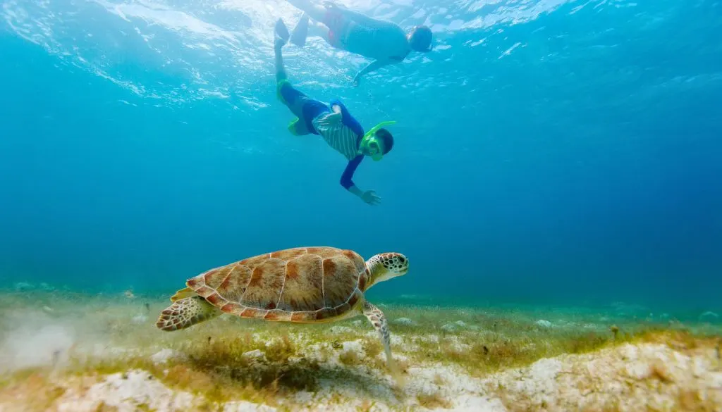 Bahamas Snorkeling Tours: Best Spots, Trips & Experiences