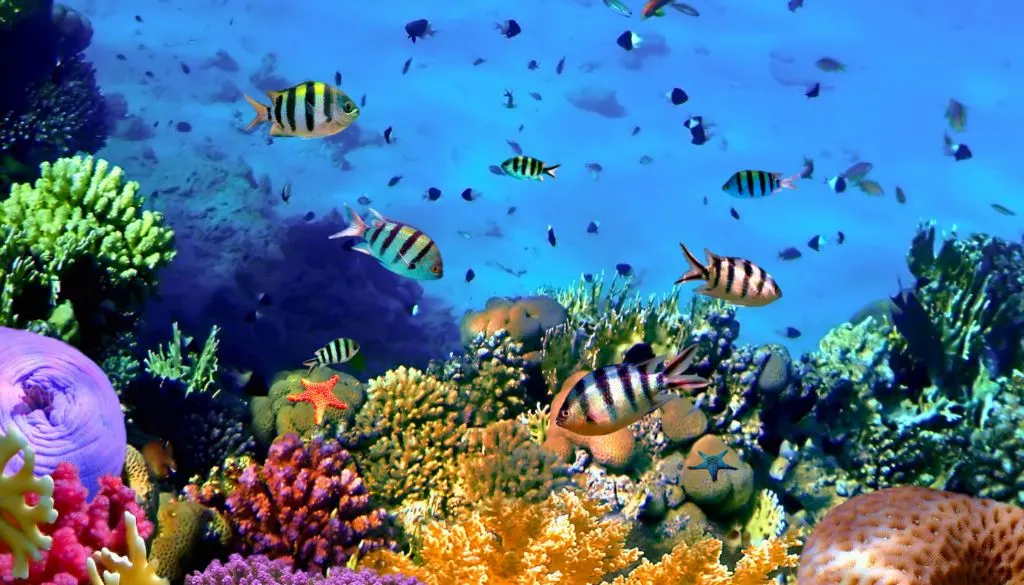 Wildlife Encounters in the Bahamas: Responsible and Ethical Ways to Explore