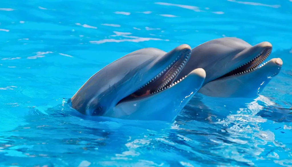 Wildlife Encounters in the Bahamas: Responsible and Ethical Ways to Explore