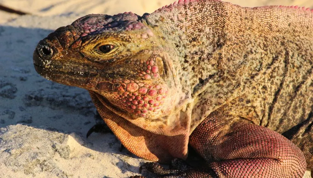 iguana Bahamas 
