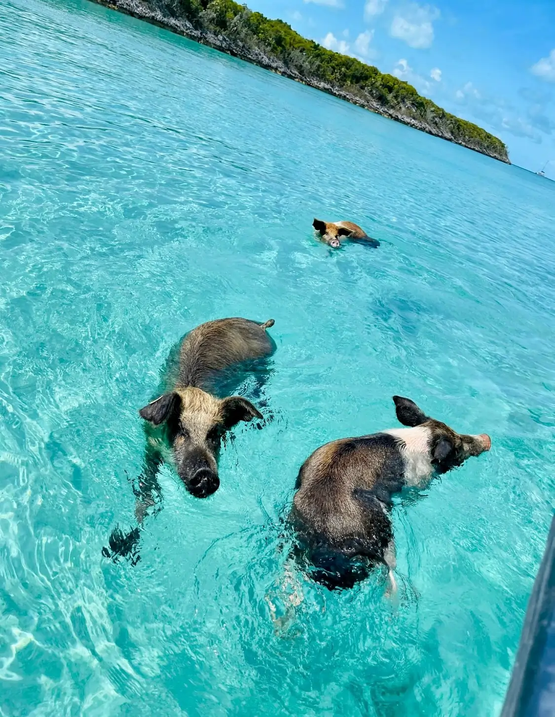 Exploring the Bahamas: Pig Beach Adventures