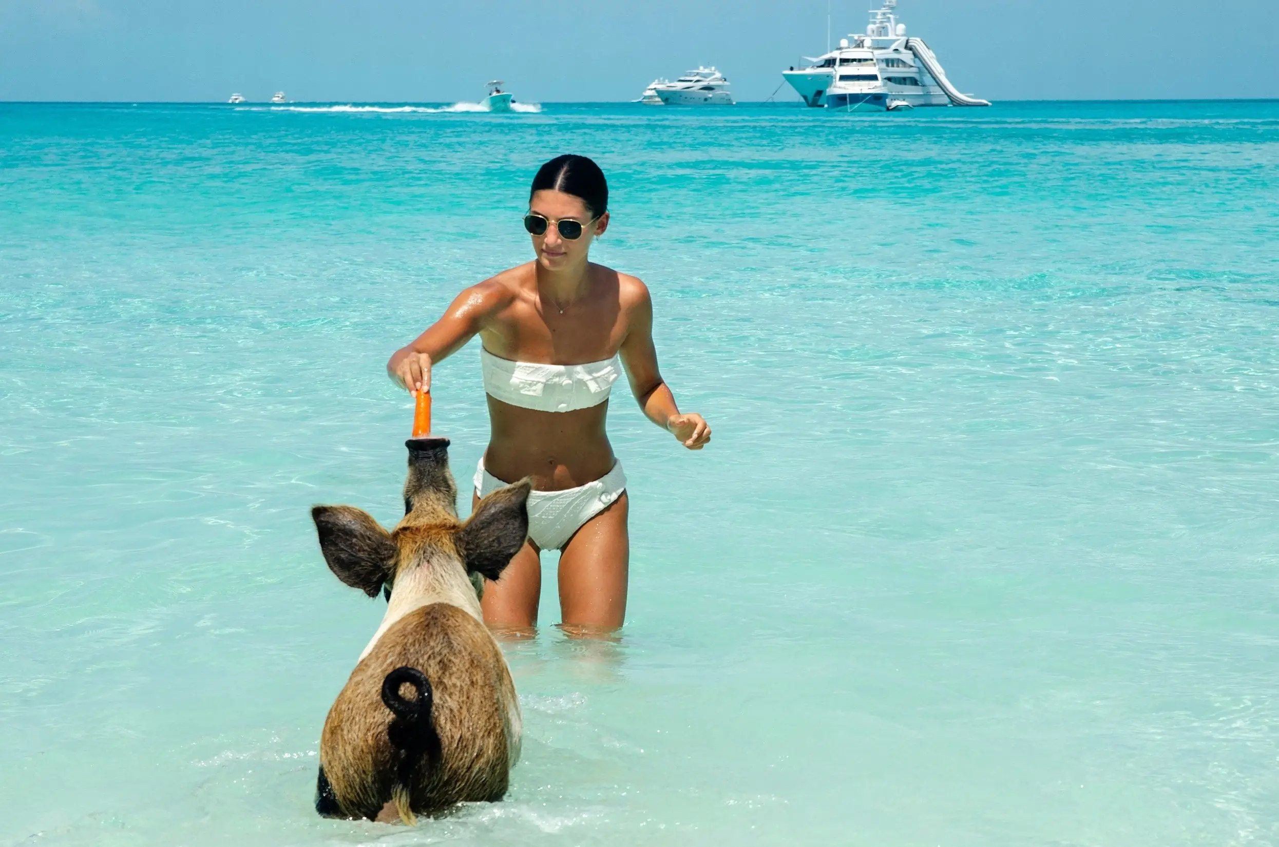 Pig Tour Image