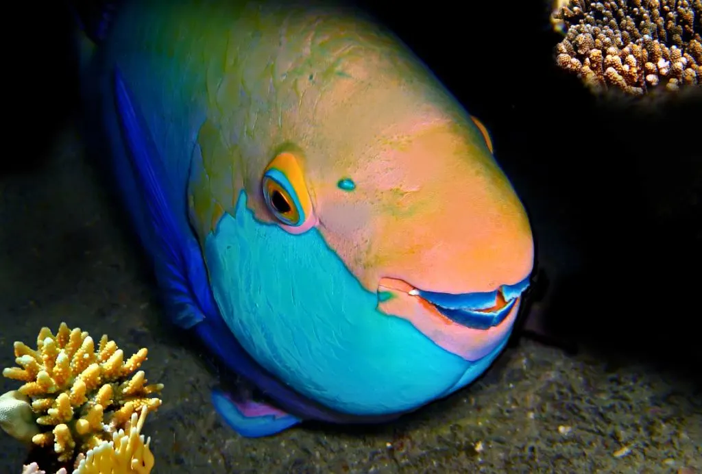 Exploring the Fascinating Animals in the Bahamas: A Comprehensive Guide 