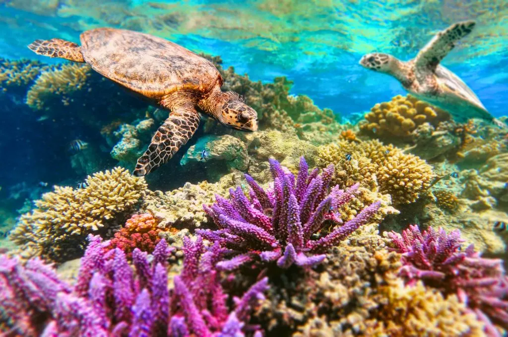 Exploring the Fascinating Animals in the Bahamas: A Comprehensive Guide 