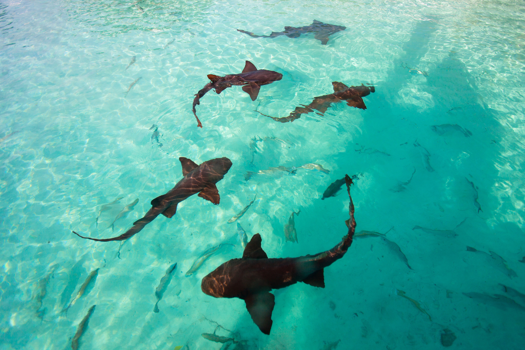 Experience the Thrill: Swim with Sharks in Nassau