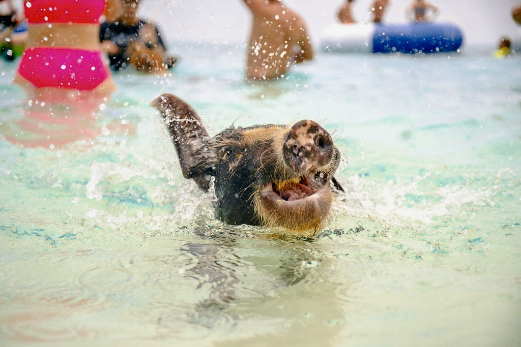 Swimming with the Famous Pigs