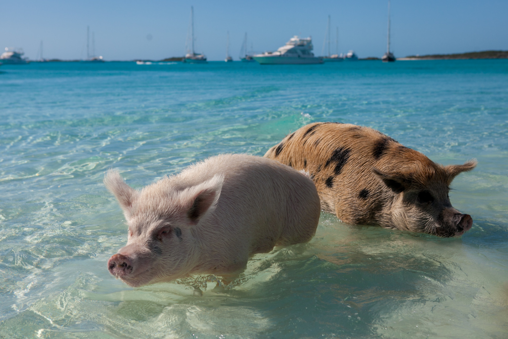 Exploring Pig Beach in the Bahamas: The Ultimate Guide to Swimming with Pigs 