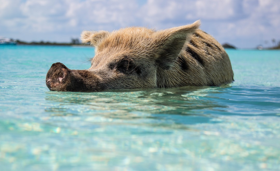 Exploring Pig Beach in the Bahamas: The Ultimate Guide to Swimming with Pigs 