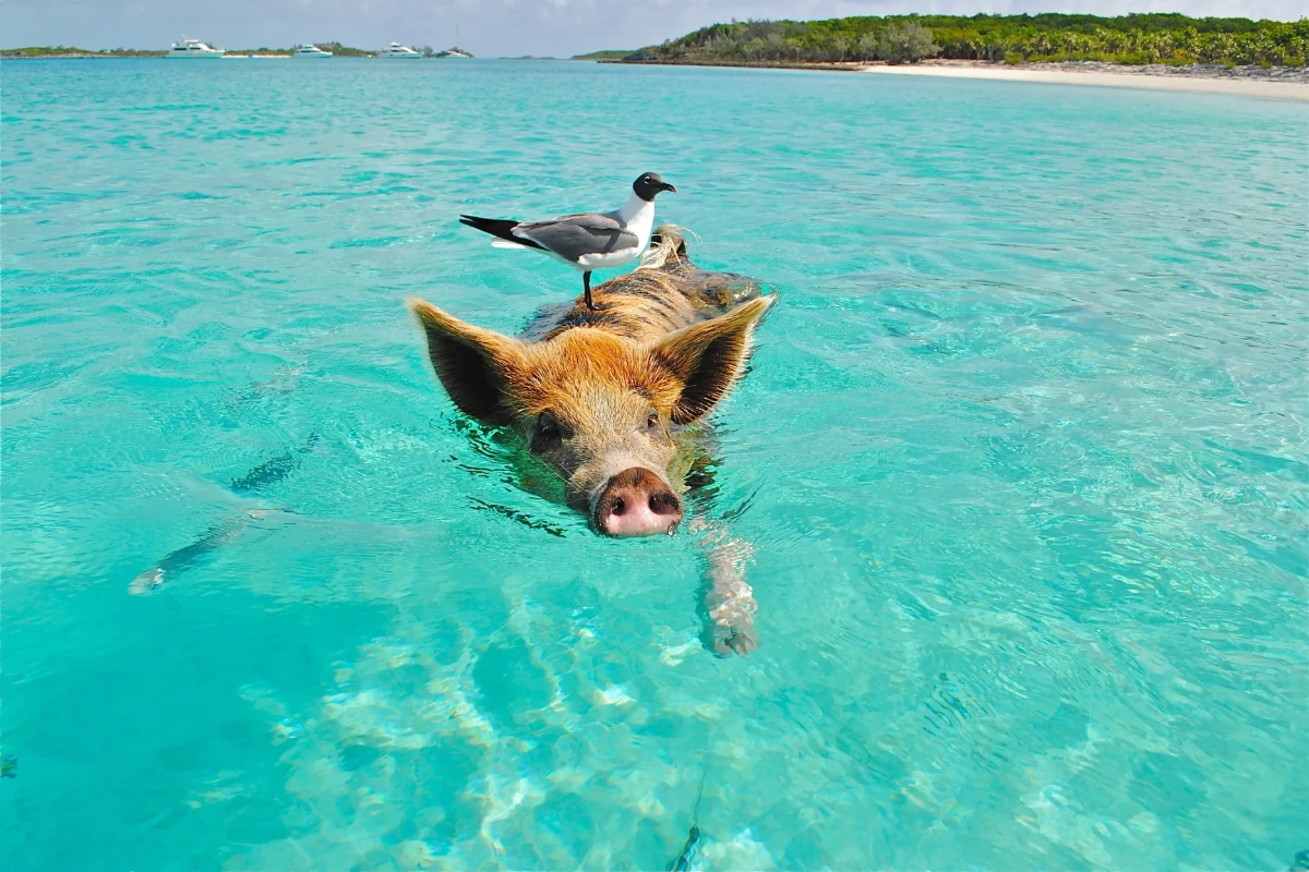 Exuma Swimming Pigs: Boat Tour or Flight Tour, Which Should You Book?