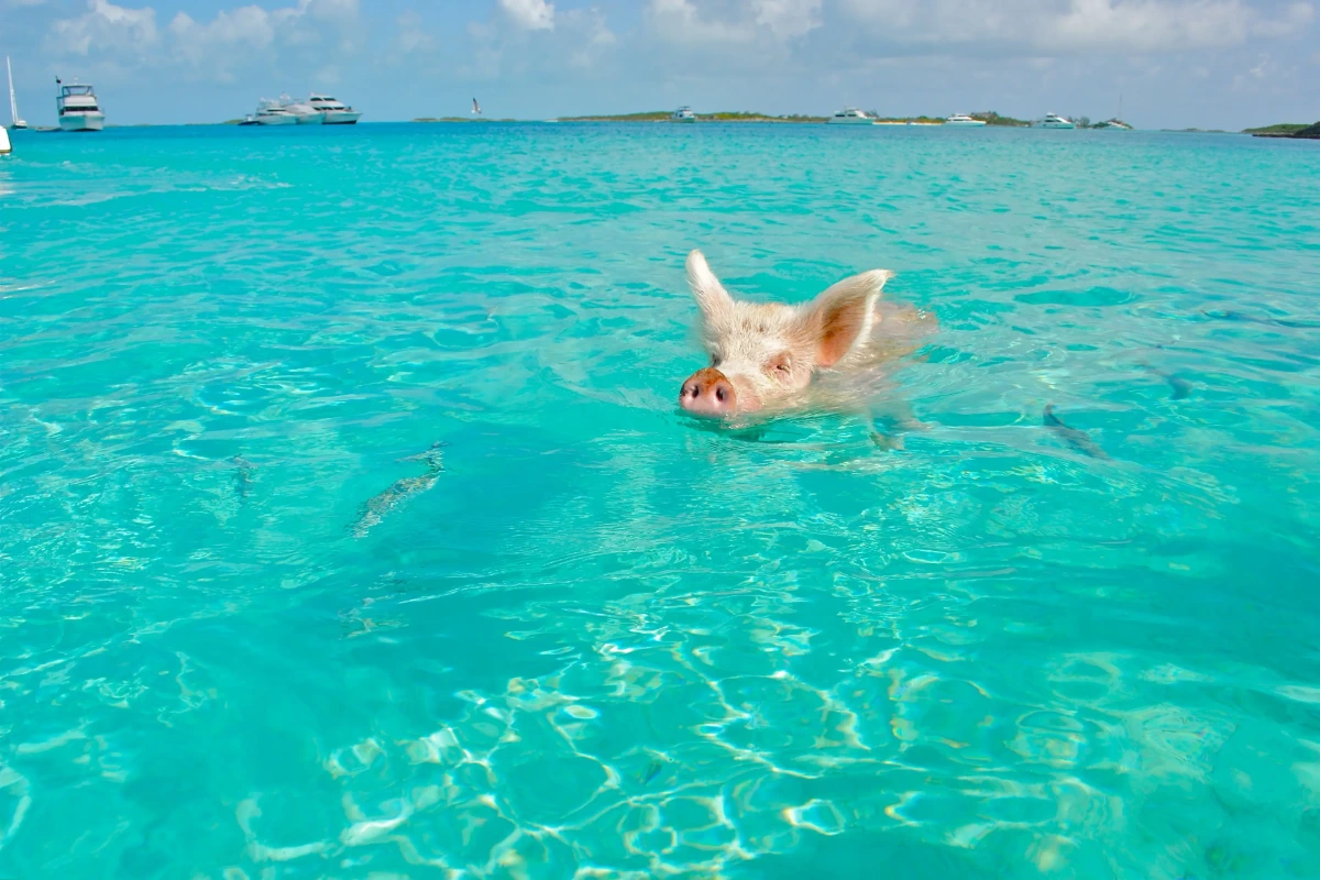 Exuma Swimming Pigs: Boat Tour or Flight Tour, Which Should You Book?