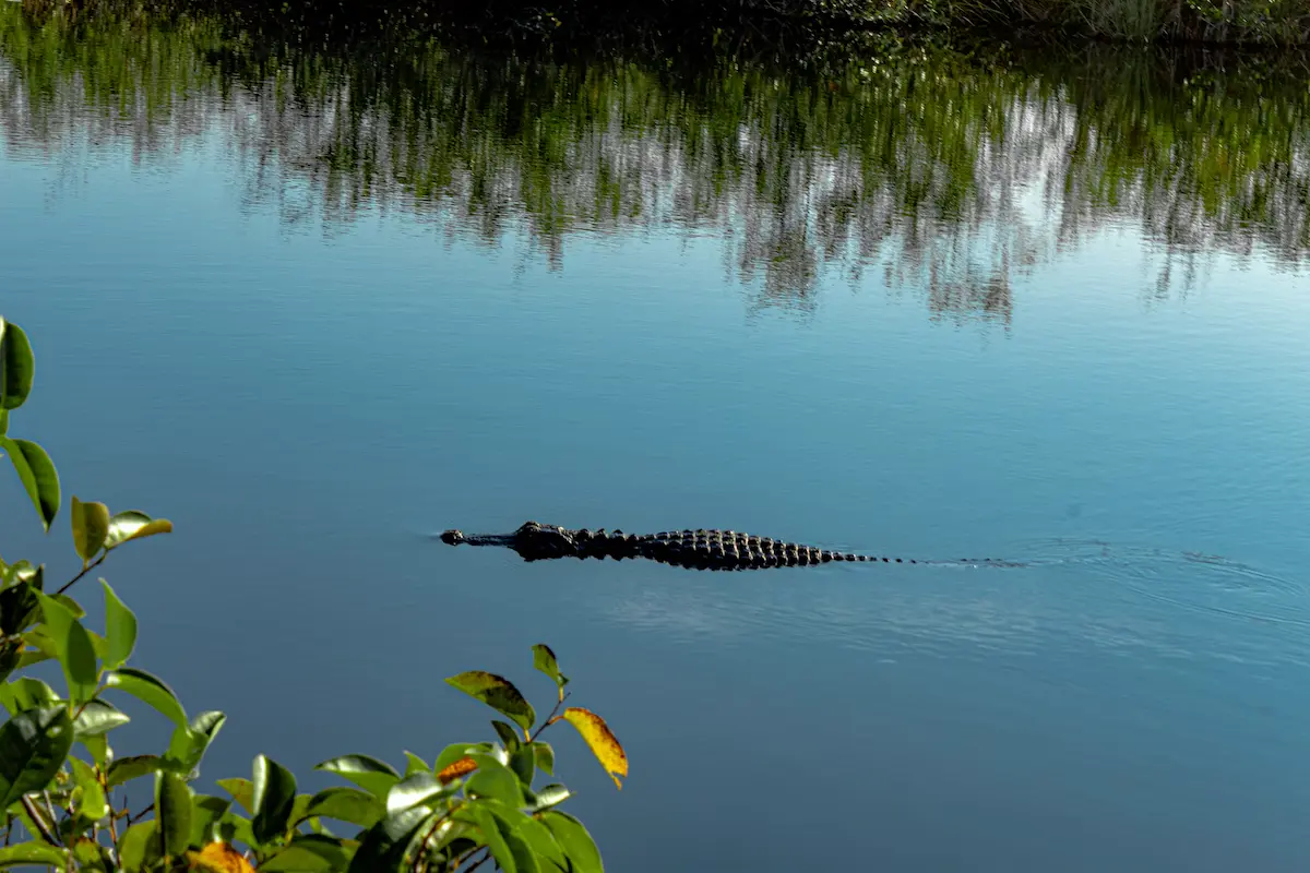An alligator captured swimming in the Everglades, South Florida