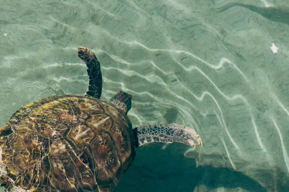 Overhead shot of a turtle swimming in Princess Alexandra National Park