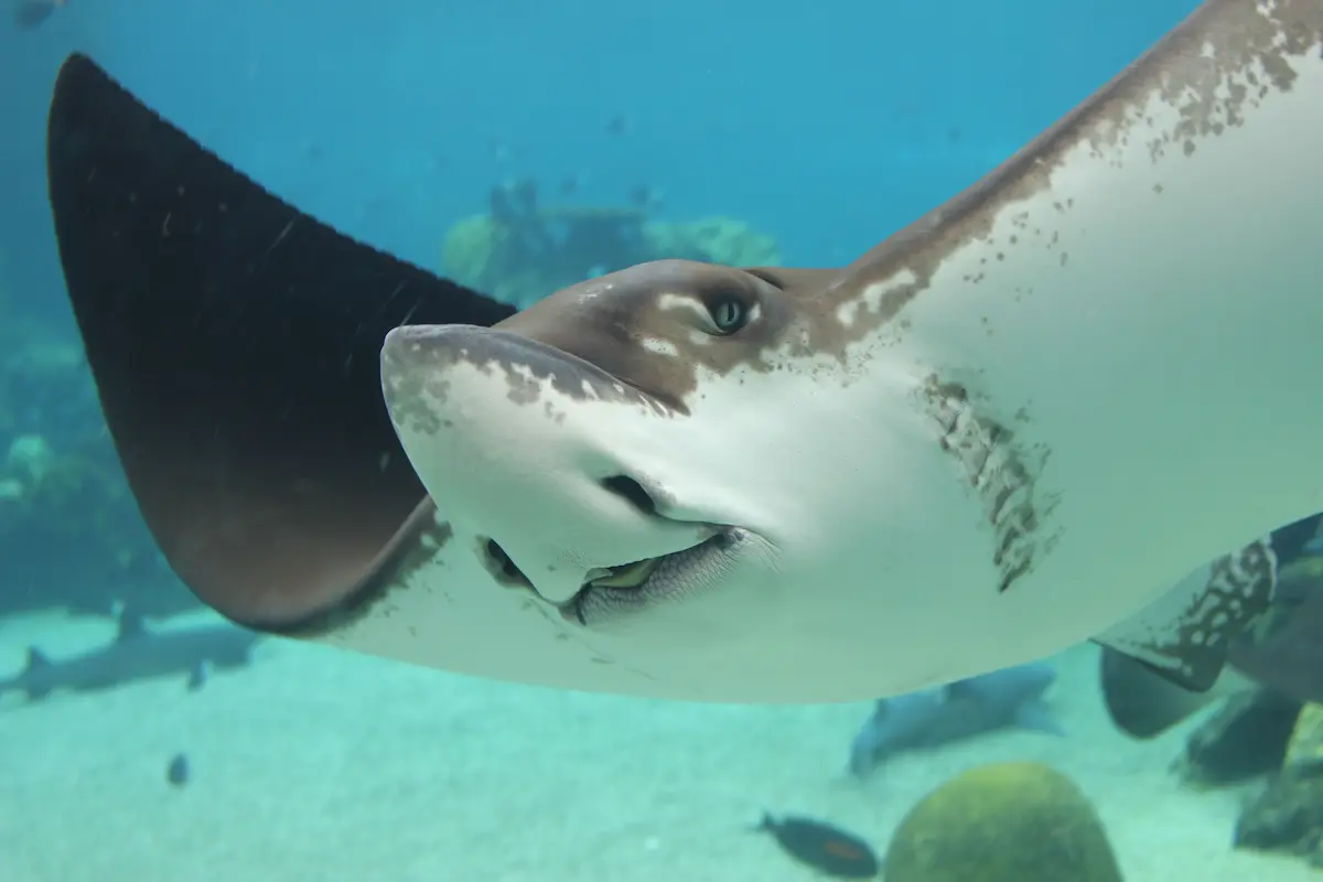 Closeup of a stingray in Grand Turk