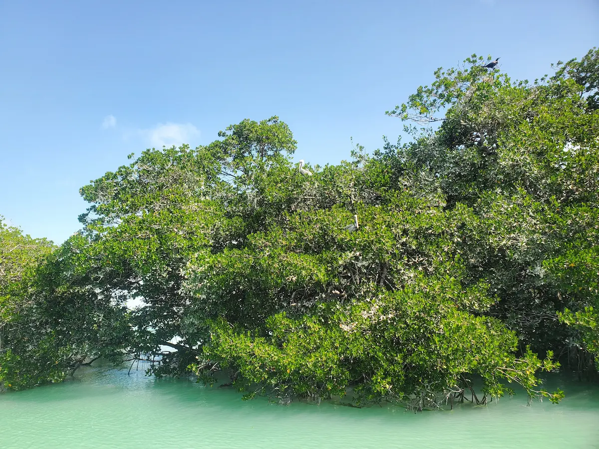 Mangrove Cay in Providenciales