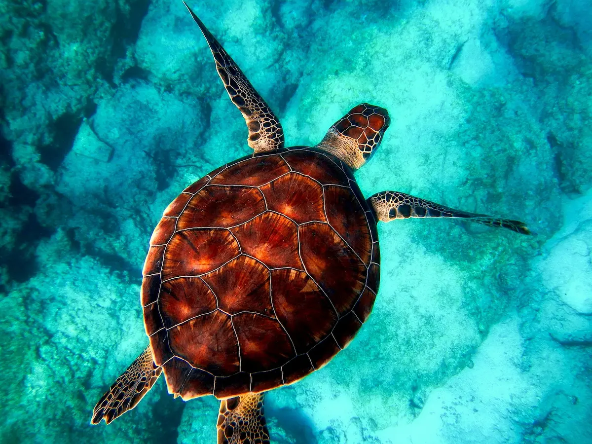 Overhead view of a turtle gliding over Smith's Reef, Providenciales
