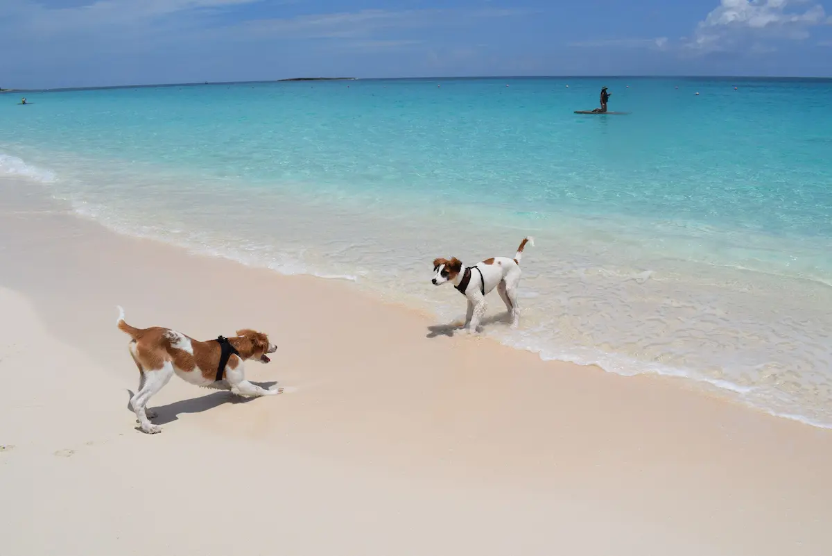 Two potcakes interacting on Grace Bay Beach, Providenciales