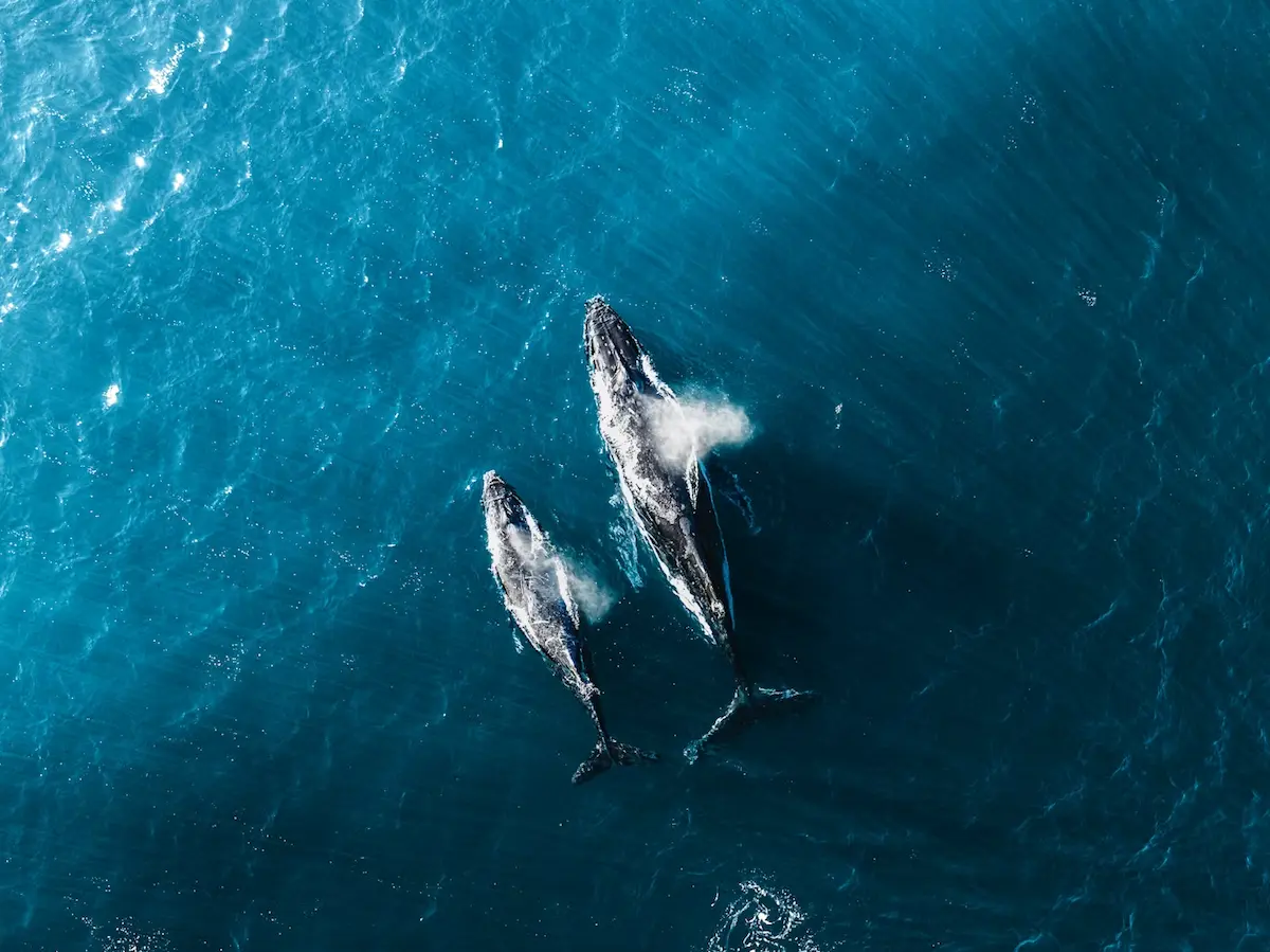 Humpback whales swimming through Turks and Caicos waters