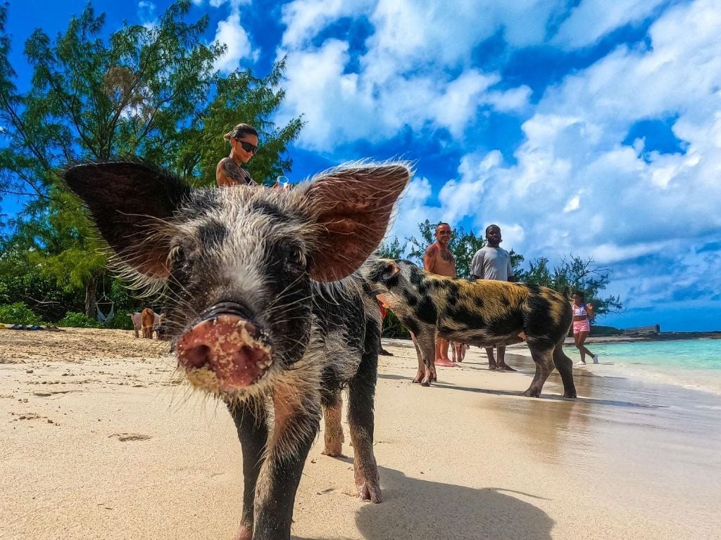 ROSE ISLAND SWIMMING PIGS TOUR & BEACH SNORKELING EXPERIENCE - GROUP TOUR