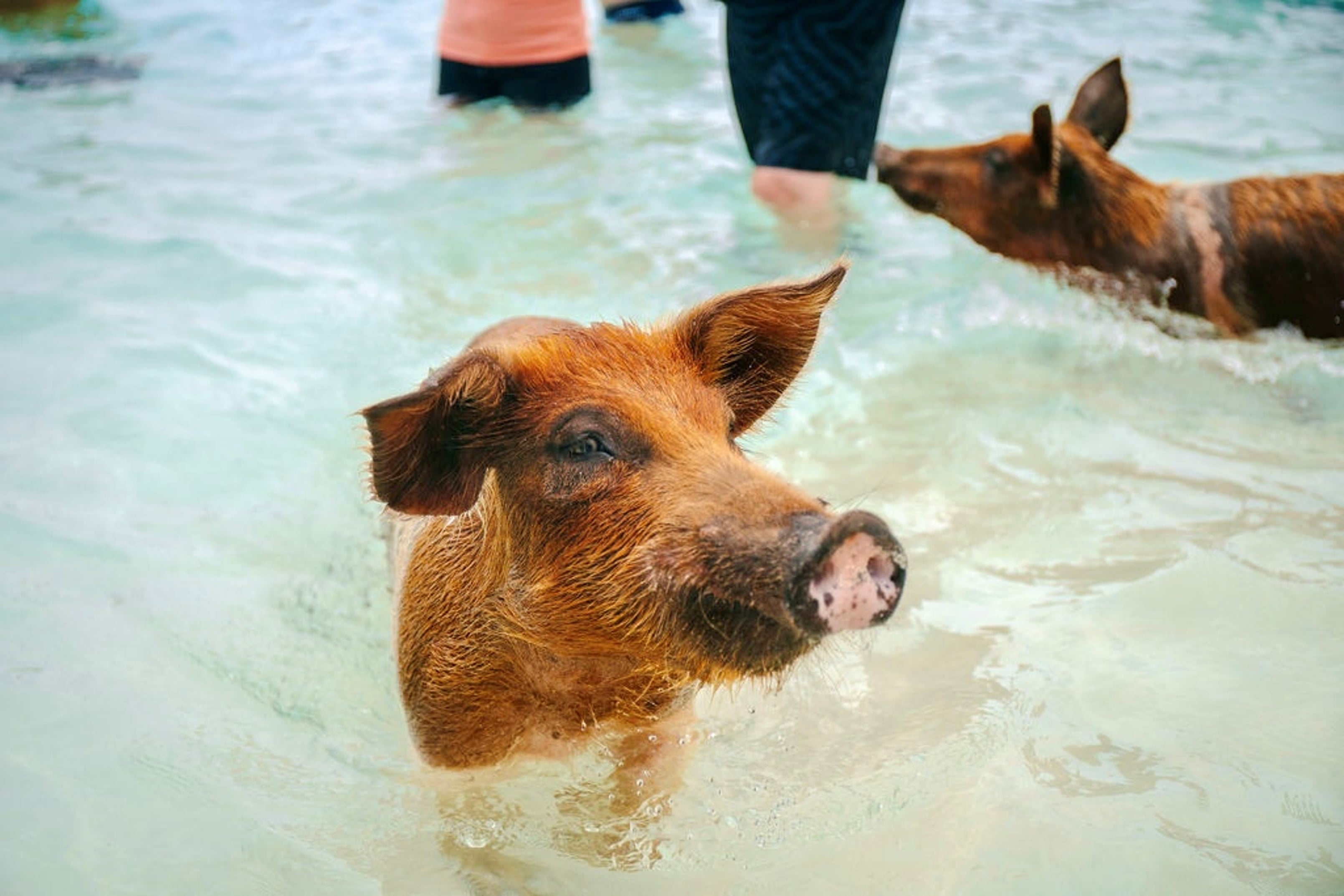 THE ORIGINAL SWIMMING PIGS OF ROSE ISLAND & BEACH DAY - GROUP TOUR