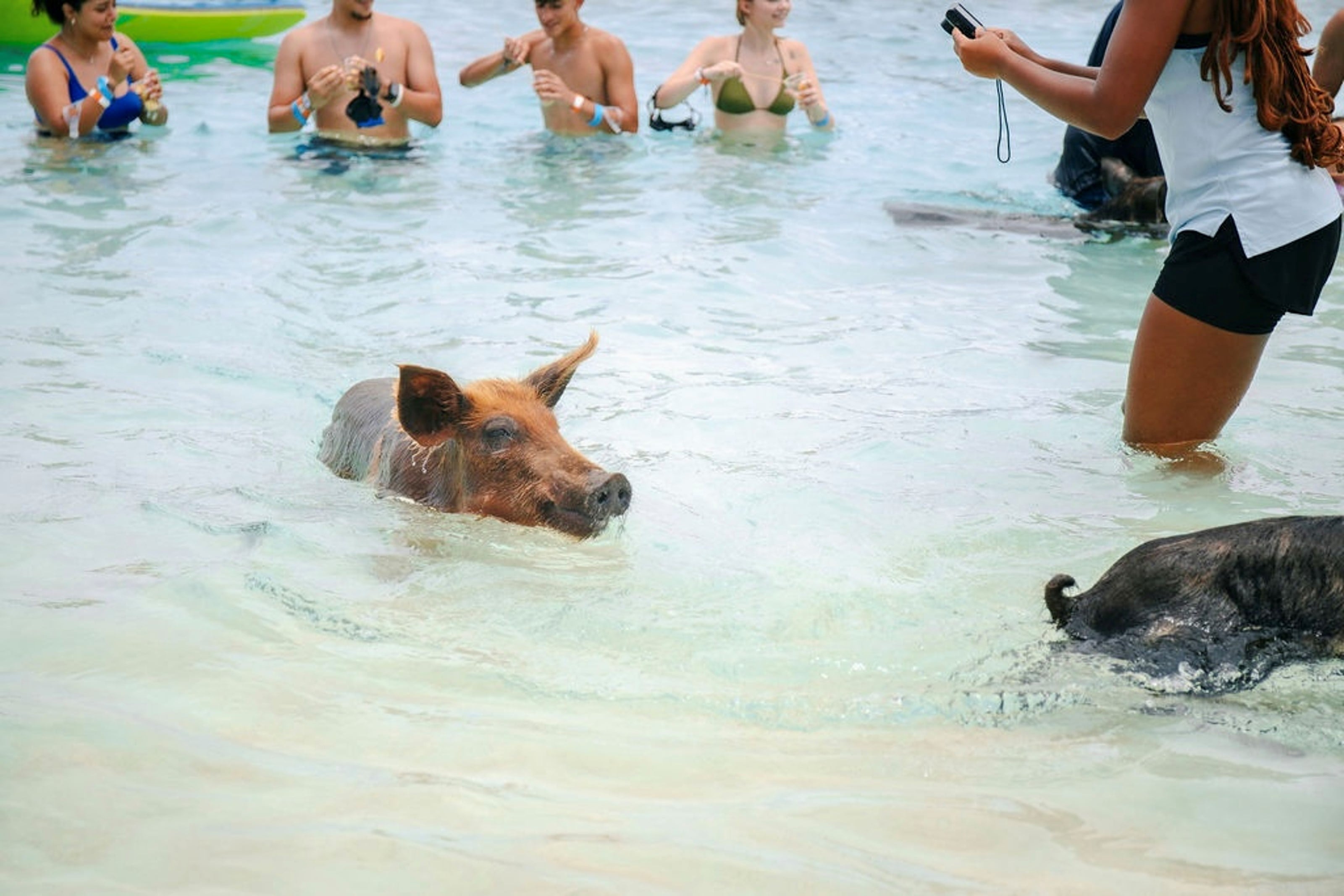 THE ORIGINAL SWIMMING PIGS OF ROSE ISLAND & BEACH DAY - GROUP TOUR