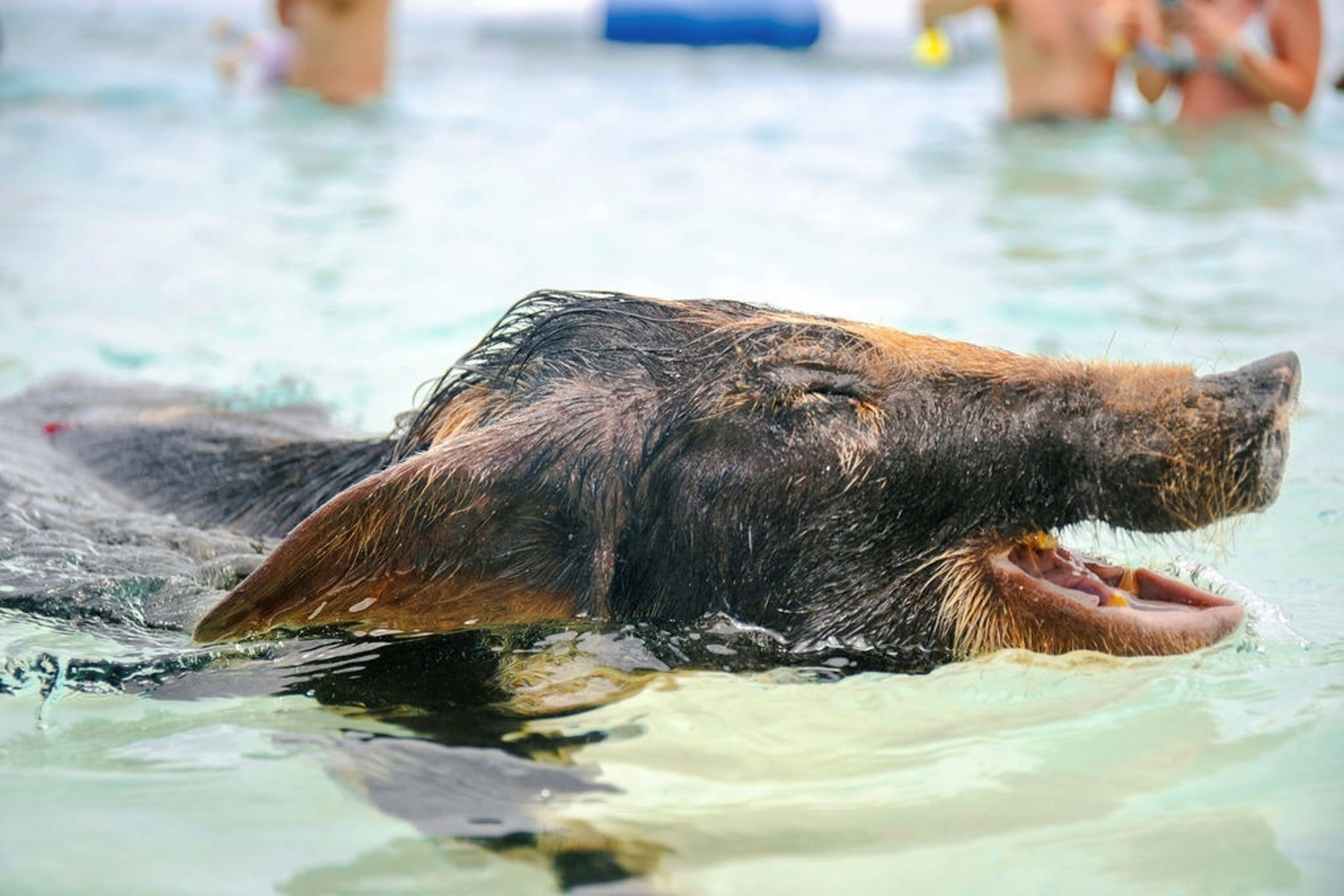 THE ORIGINAL SWIMMING PIGS OF ROSE ISLAND & BEACH DAY - GROUP TOUR