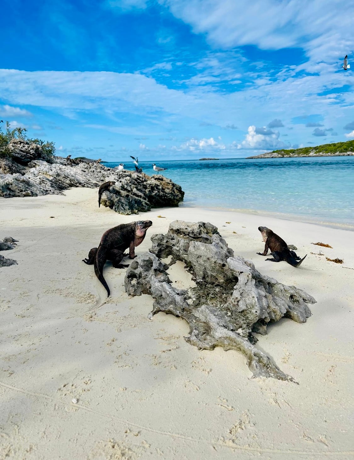 FULL DAY EXUMA SWIMMING PIGS - GROUP BOAT TOUR FROM NASSAU