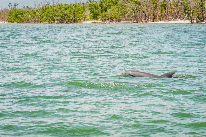 WILDLIFE SIGHTSEEING & SHELLING EXCURSION