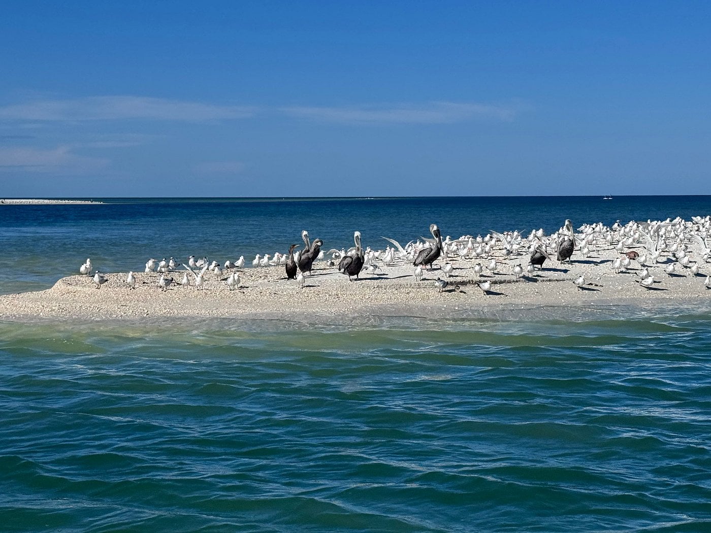 WILDLIFE SIGHTSEEING & SHELLING EXCURSION