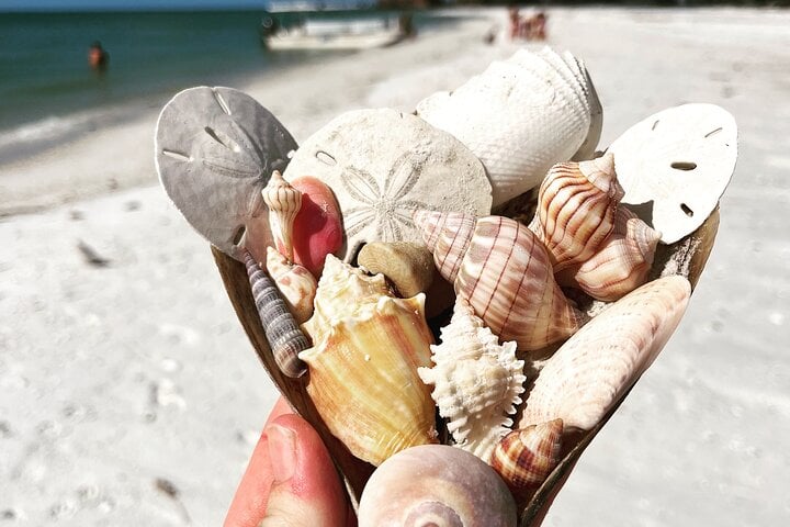 WILDLIFE SIGHTSEEING & SHELLING EXCURSION