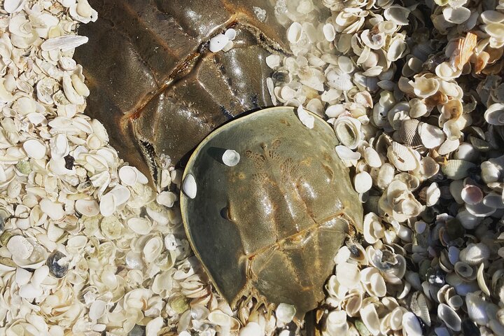 WILDLIFE SIGHTSEEING & SHELLING EXCURSION