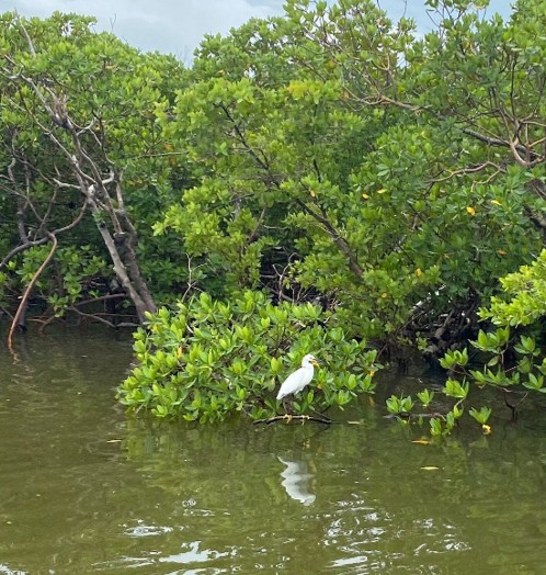 WILDLIFE SIGHTSEEING & SHELLING EXCURSION