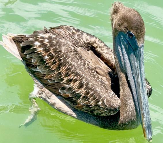 WILDLIFE SIGHTSEEING & SHELLING EXCURSION