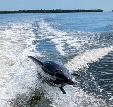 WILDLIFE SIGHTSEEING & SHELLING EXCURSION