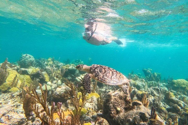 SNORKELING & IGUANA ISLAND MORNING CRUISE FROM PROVIDENCIALES