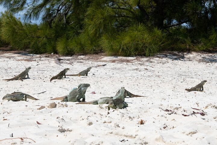 SNORKELING & IGUANA ISLAND MORNING CRUISE FROM PROVIDENCIALES