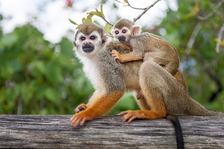 MONKEYLAND ECO ADVENTURE AND COFFEE & COCOA TOUR