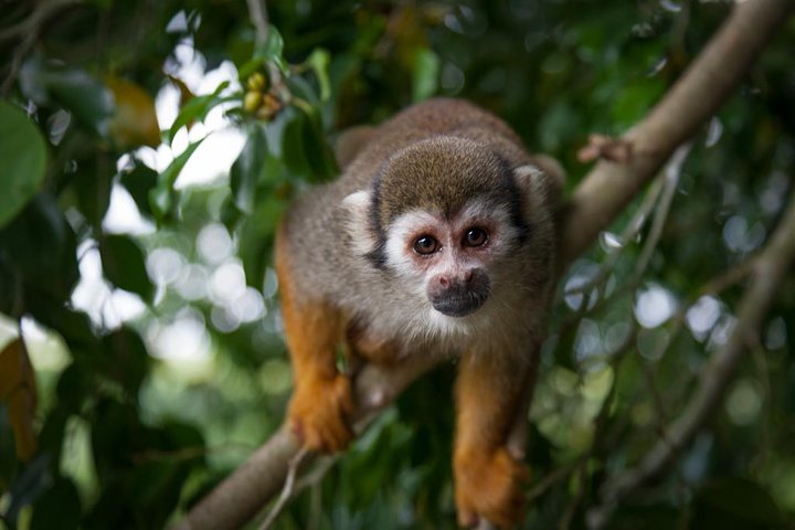 MONKEYLAND ECO ADVENTURE AND COFFEE & COCOA TOUR