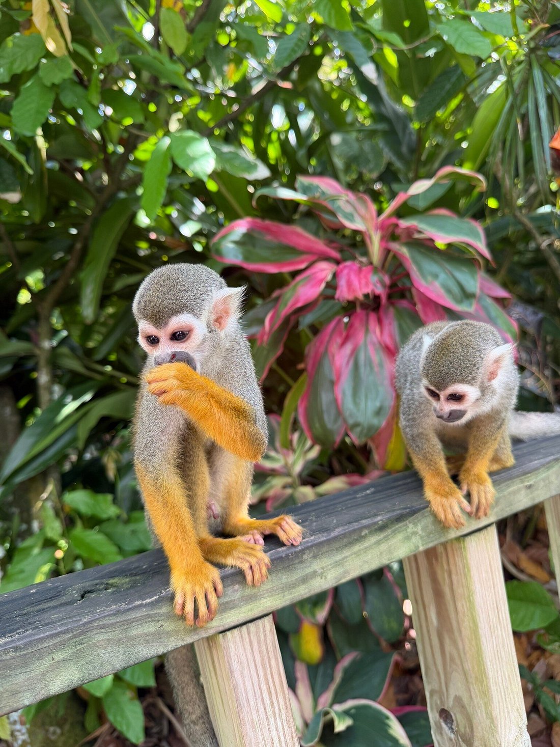 ULTIMATE JUNGLE ADVENTURE: ZIP LINES, MONKEYLAND AND COFFEE & COCOA TASTING