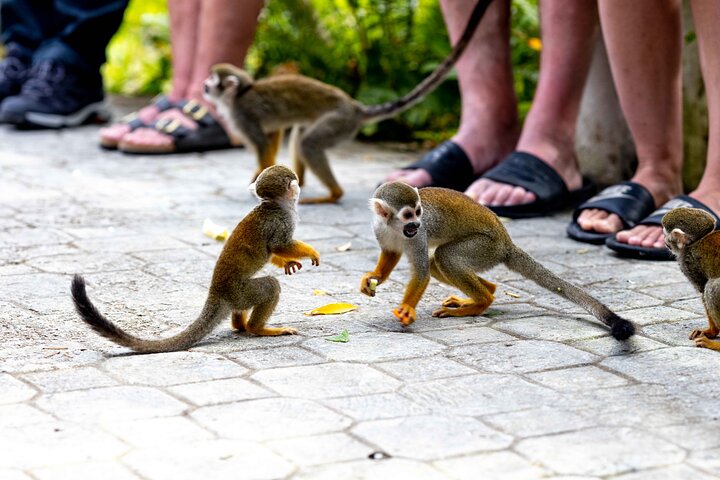 ULTIMATE JUNGLE ADVENTURE: ZIP LINES, MONKEYLAND AND COFFEE & COCOA TASTING