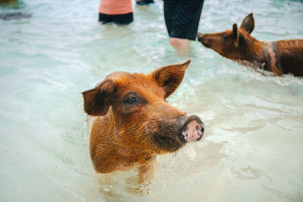 Swimming pigs wading in shallow water on a Bahamas beach near Nassau